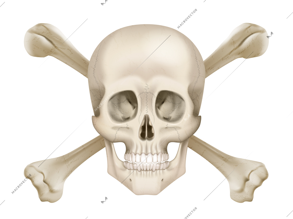 Realistic human skull with crossbones on white background vector illustration