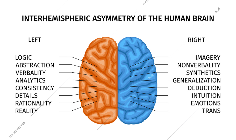 Left and right human brain creative part composition with color coded halves of brain with text vector illustration