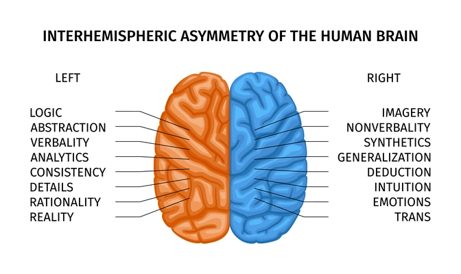 Left and right human brain creative part composition with color coded halves of brain with text vector illustration