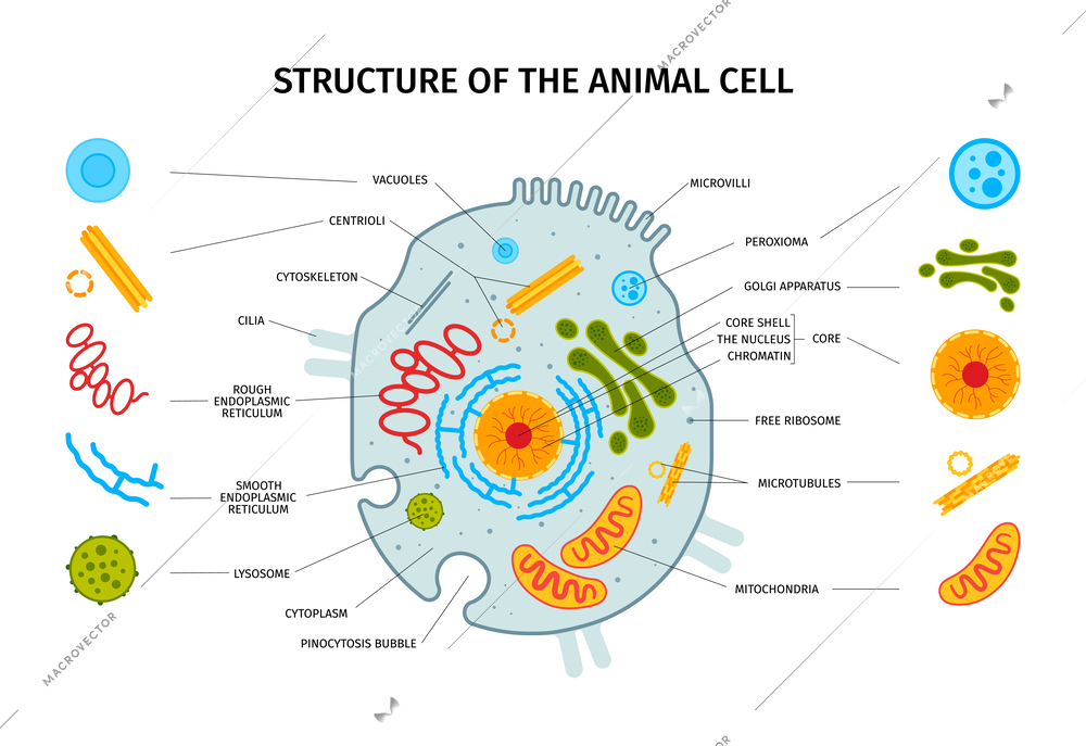 Cell anatomy horizontal composition with set of isolated colorful cell element icons with text captions pointers vector illustration