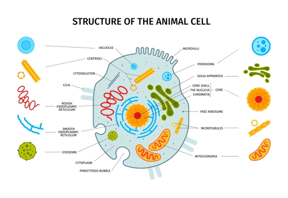 Cell anatomy horizontal composition with set of isolated colorful cell element icons with text captions pointers vector illustration