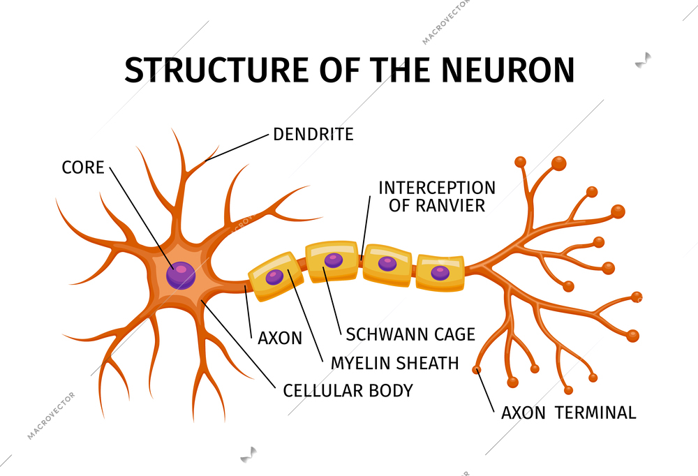 Neuron anatomy composition with educational structure of brain cell with colored elements and editable text captions vector illustration