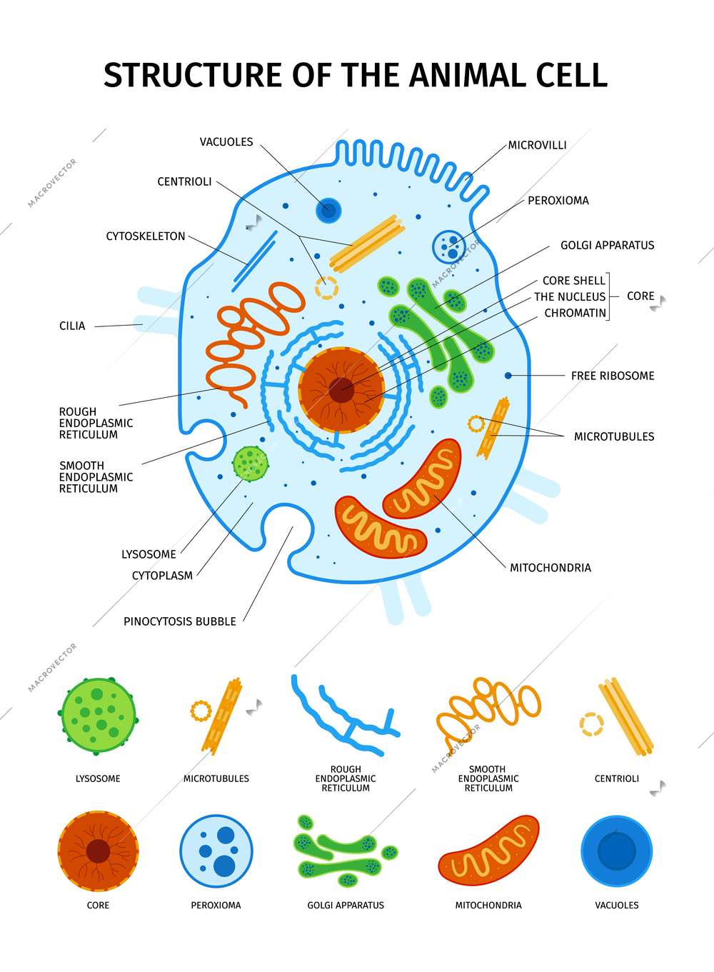 Cell anatomy set with isolated icons of animal cell essential elements with overview and text captions vector illustration