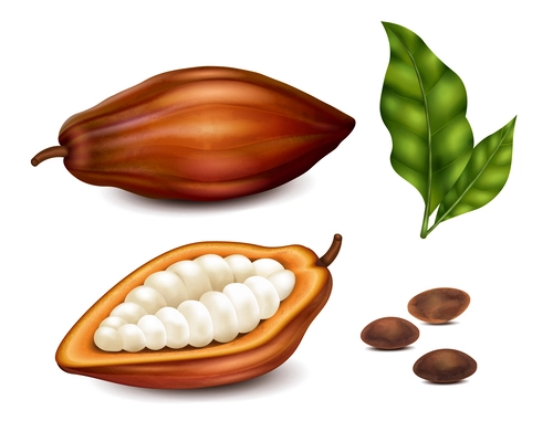 Cocoa beans and green leaf realistic set isolated on white background vector illustration