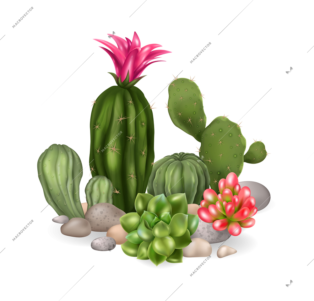 Realistic cactus composition with isolated view of cacti blossom with various plant species on blank background vector illustration