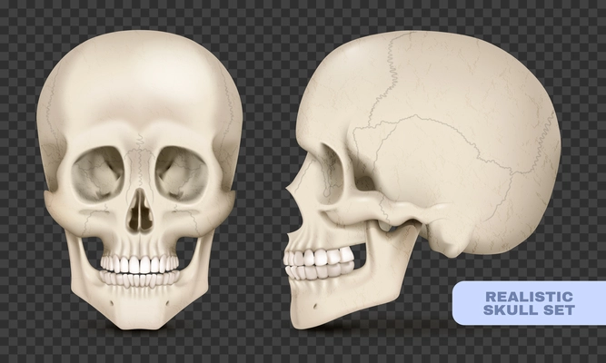 Human skull front and side views realistic set on transparent background isolated vector illustration