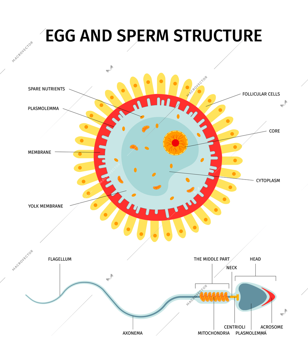 Female egg and sperm cell structure composition with set of isolated anatomical views and text captions vector illustration