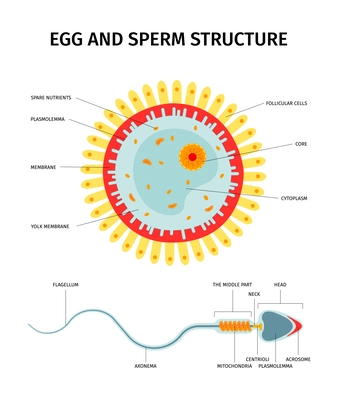 Female egg and sperm cell structure composition with set of isolated anatomical views and text captions vector illustration