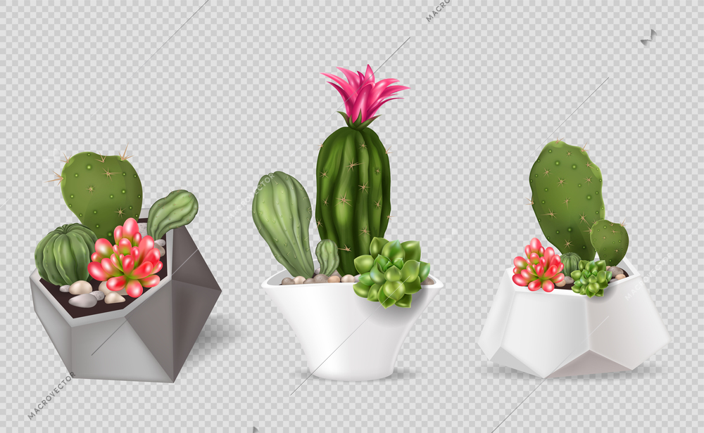 Realistic cactus set of compositions with isolated views of pots with home plants on transparent background vector illustration
