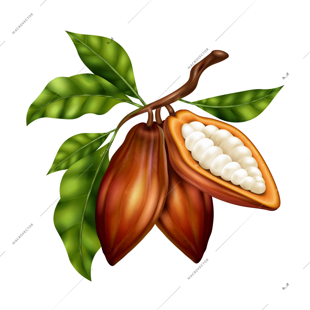 Realistic brown cocoa beans on green twig against white background vector illustration