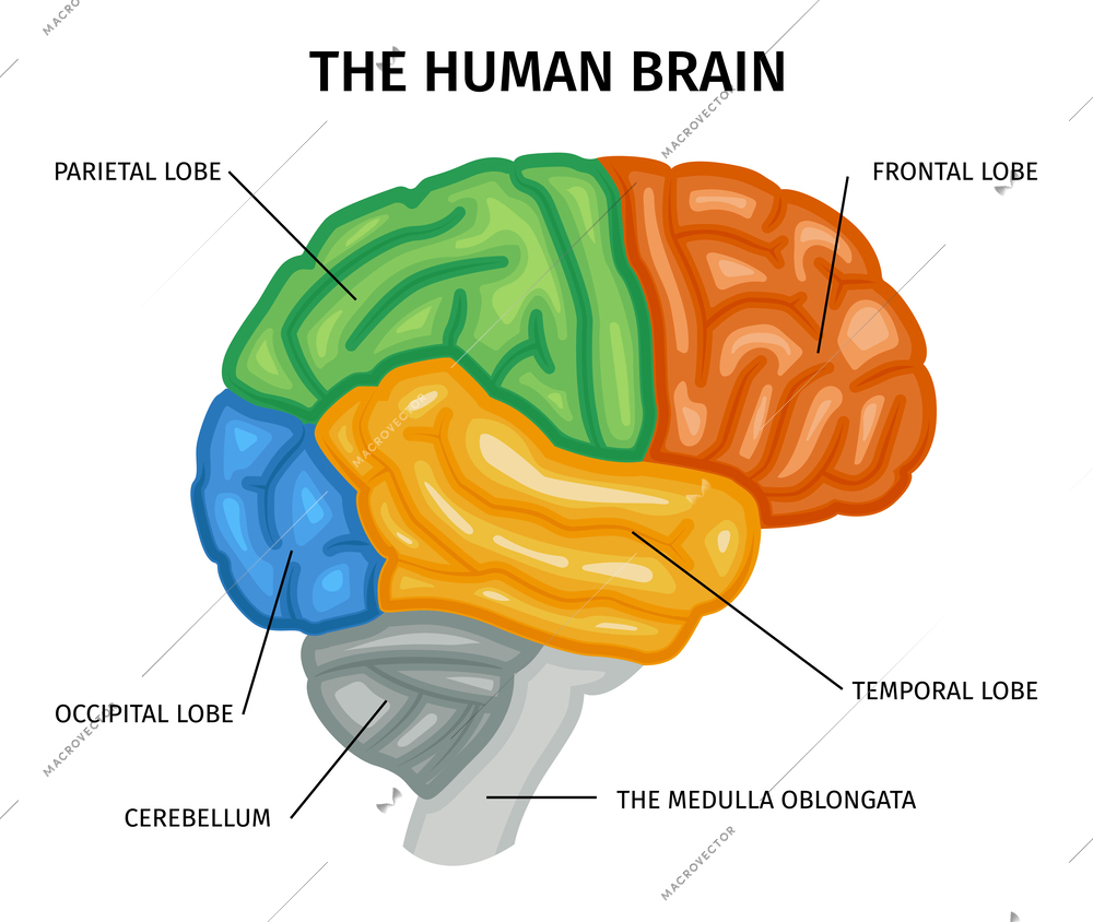 Brain anatomy composition with isolated profile view of human brain with colored parts and text captions vector illustration