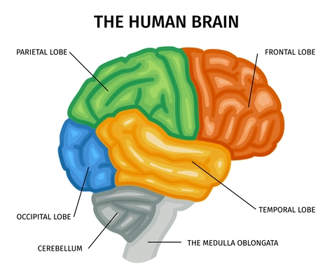 Brain anatomy composition with isolated profile view of human brain with colored parts and text captions vector illustration