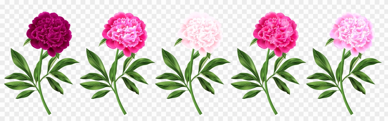 Peonies in various shades of pink with green stems realistic set isolated on transparent background vector illustration