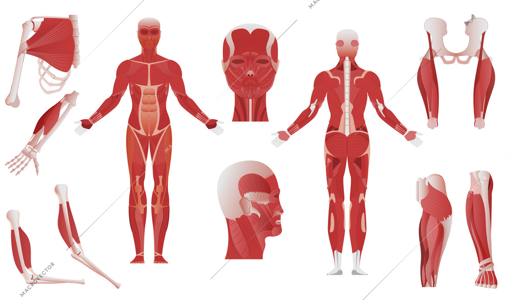 Muscle anatomy flat set of isolated body parts showing different mussels on bones on blank background vector illustration