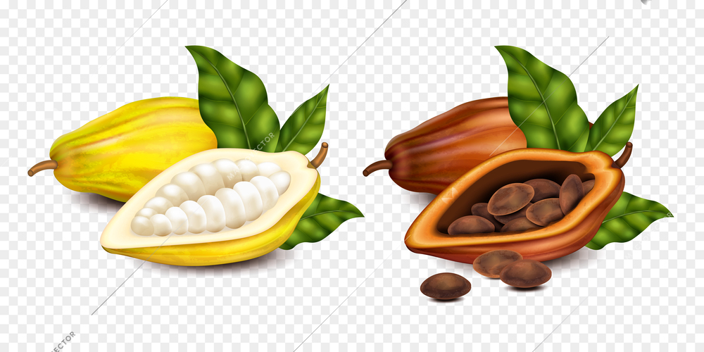 Realistic isolated compositions with ripe and unripe cocoa beans and green leaves on transparent background vector illustration