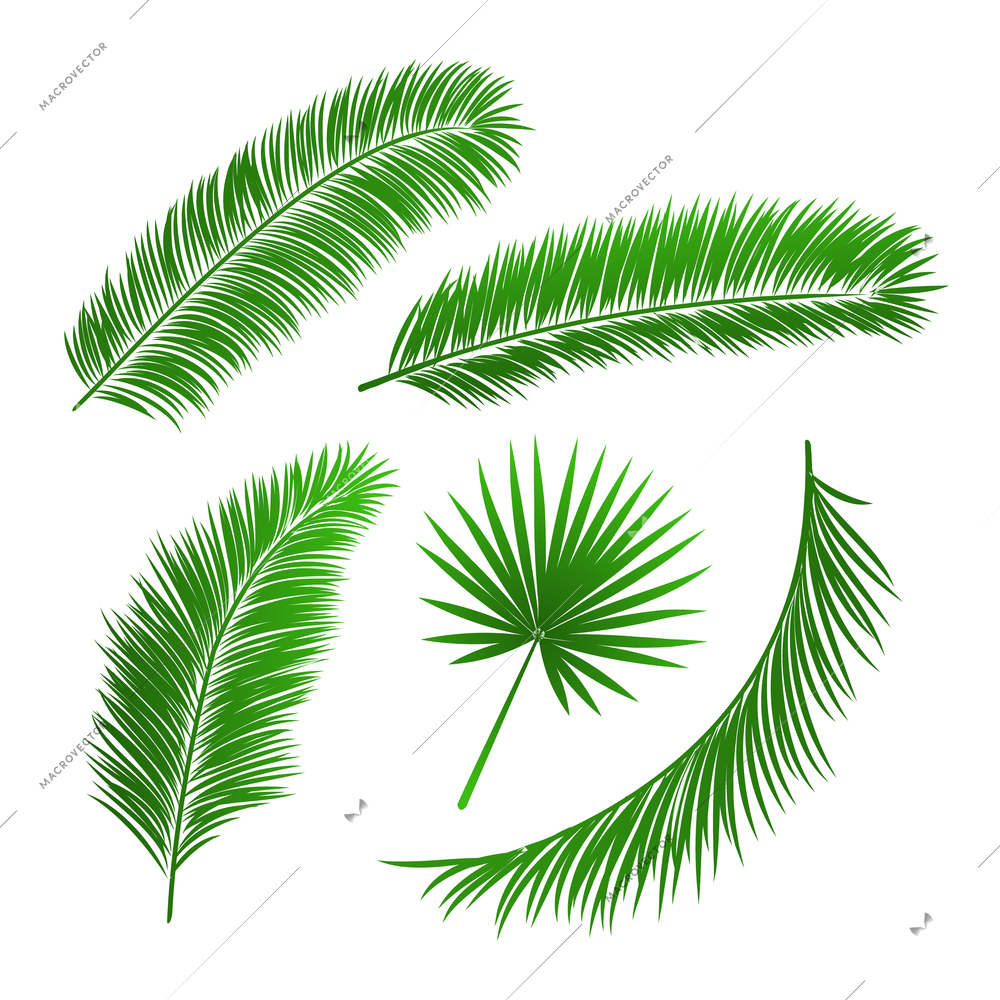 Collection of palm tree leaves isolated vector illustration