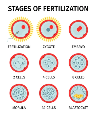 Cell embryo stages of fertilization anatomy composition with set of round icons representing different fertilization stages vector illustration