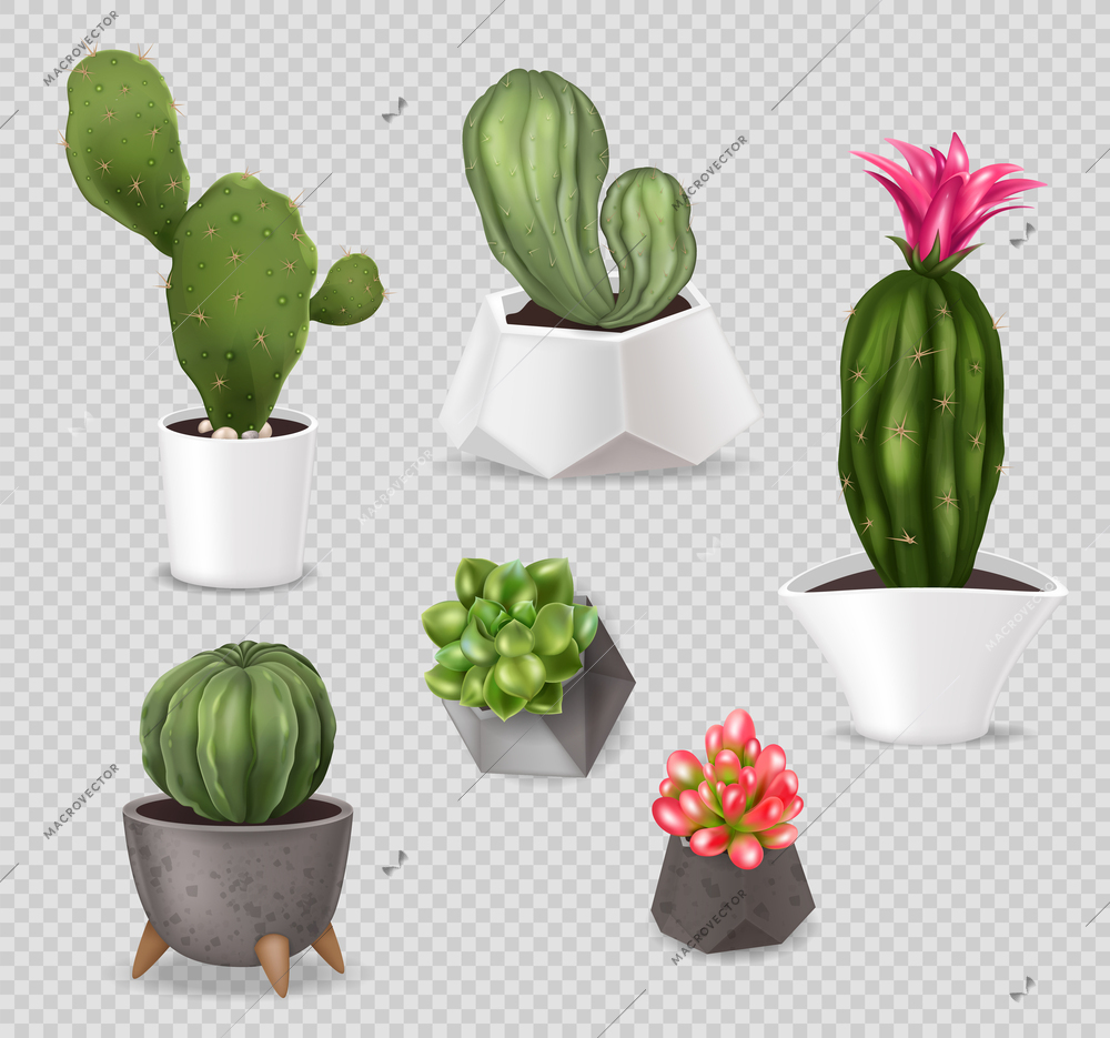Realistic cactus pot set of isolated images with house plants in decorative pots on transparent background vector illustration