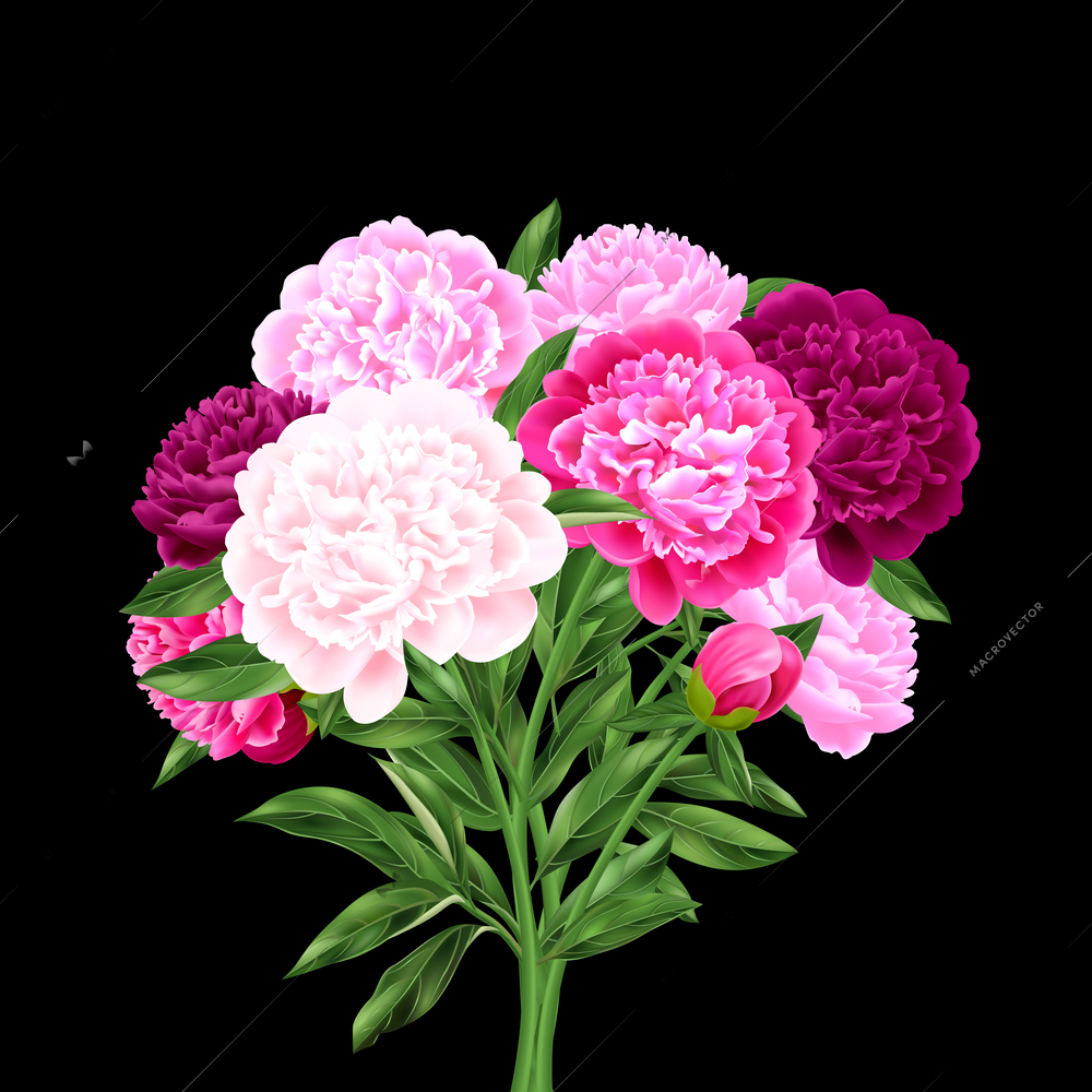 Realistic big peony bouquet in various shades of pink on black background vector illustration