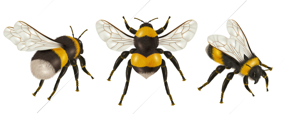 Realistic insect bee set with isolated images of bees with wings different angles on blank background vector illustration