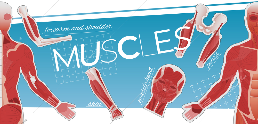 Muscle anatomy collage of flat icons with editable text captions and images of human body parts vector illustration