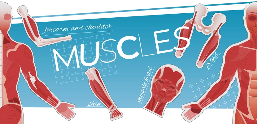 Muscle anatomy collage of flat icons with editable text captions and images of human body parts vector illustration