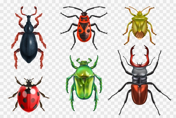 Realistic insect beetle bug set of isolated images on transparent background with colorful images of bugs vector illustration