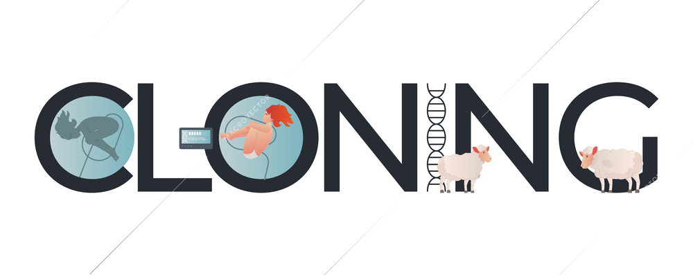 Cloning genetics composition with flat text and icons of embryo dna and sheeps on blank background vector illustration