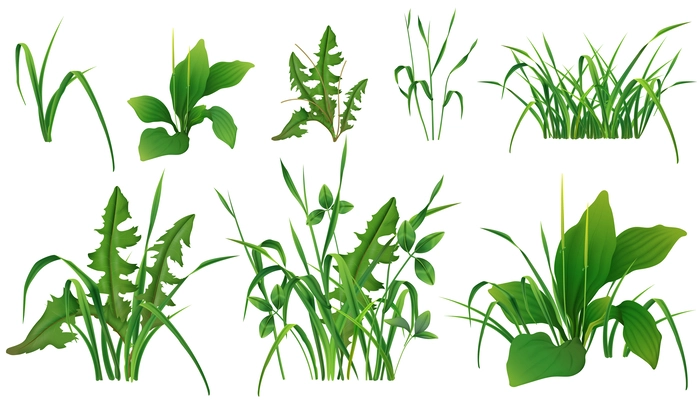 Grass green plants realistic set of wild uncultivated seedings on white background isolated vector illustration