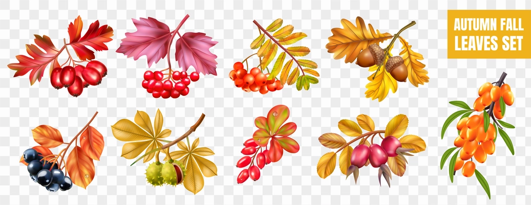 Realistic autumn fall leaves set on transparent background with isolated images of yellow red leaves blossom vector illustration