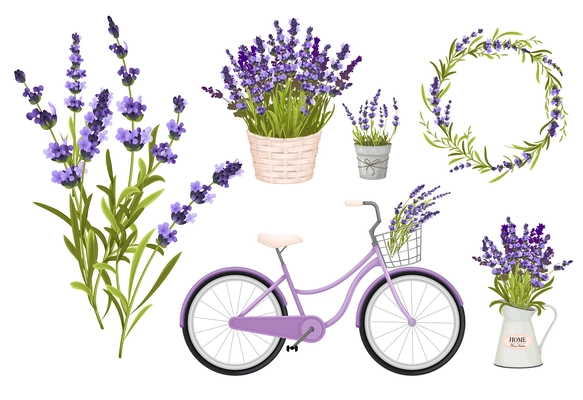 Lavender flowers set of isolated icons with bunches and pots of violet flowers with purple bike vector illustration