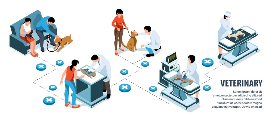 Veterinary isometric infographics with vets examining cats and dogs vector illustration