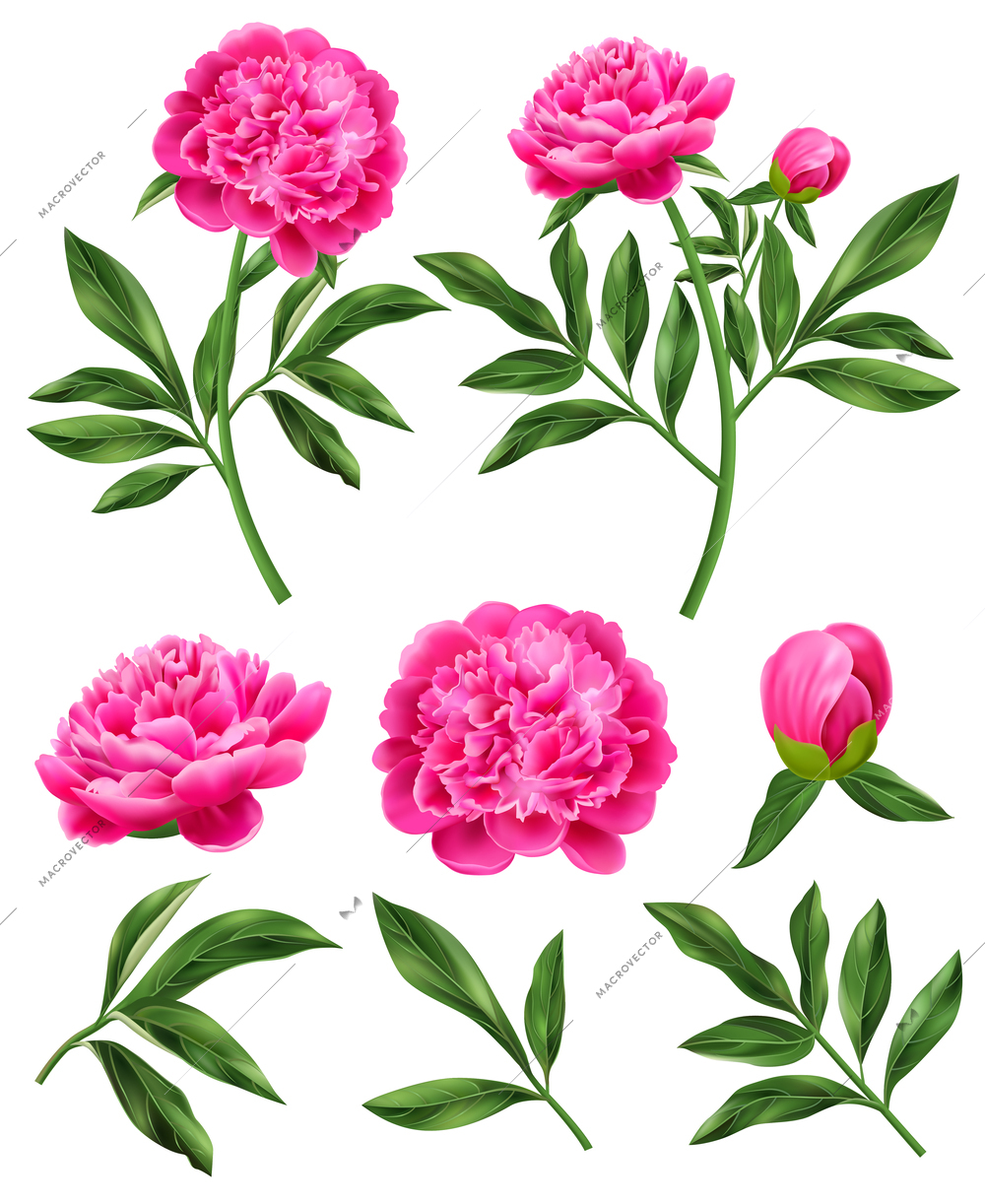 Realistic set of pink peony flowers and green leaves isolated vector illustration