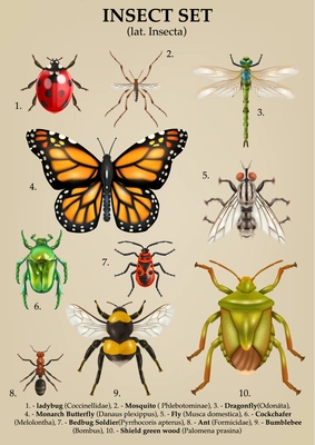 Realistic insects composition of text captions and set of isolated butterflies bugs dragonflies and mosquitoes images vector illustration