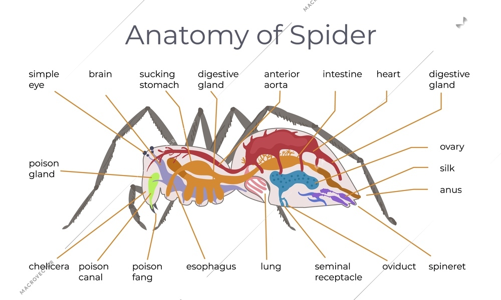 Spider insect flat infographic composition with anatomic view of spider with text captions pointing to body vector illustration
