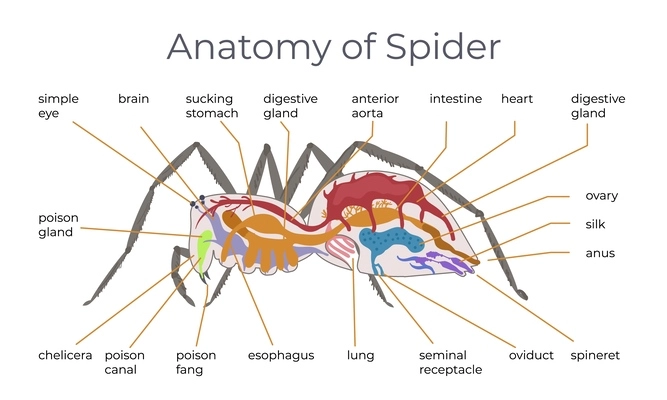 Spider insect flat infographic composition with anatomic view of spider with text captions pointing to body vector illustration