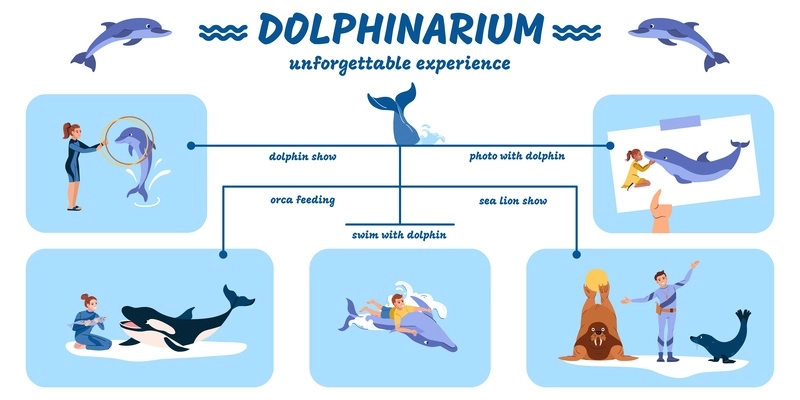 Dolphinarium flat infographic with dolphin and sea lion show photos orca feeding swimming with animals vector illustration