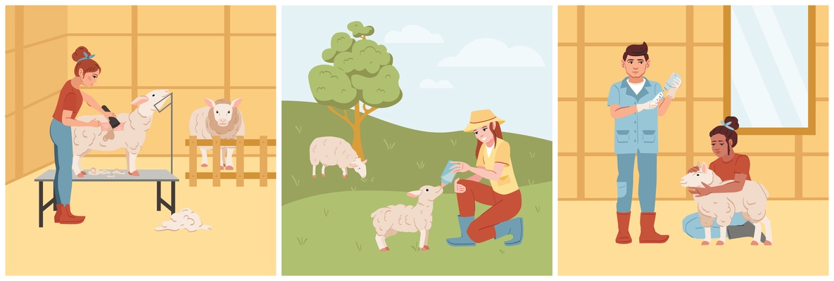 Sheep breeding flat set with farmers shearing feeding and giving treatment to animals isolated vector illustration