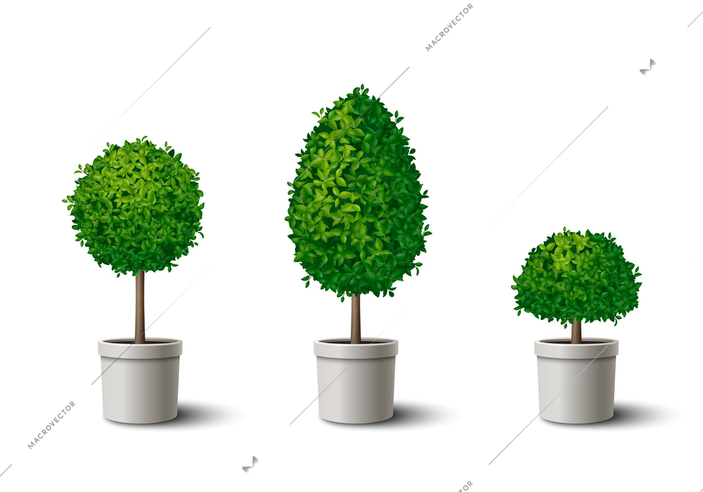 Realistic set of small potted green trees with crowns of different shapes isolated vector illustration
