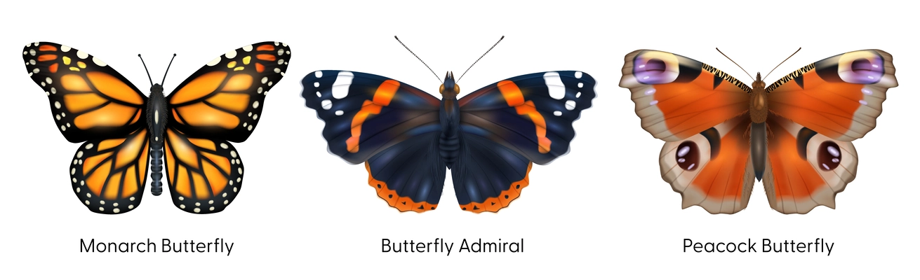 Realistic insect set of isolated monarch admiral and peacock butterfly images on blank background with text vector illustration