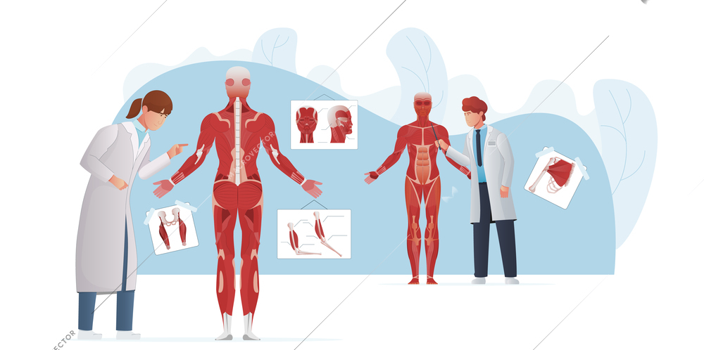 Muscle anatomy flat composition with doodle characters of medical students discovering mussel parts of human bodies vector illustration