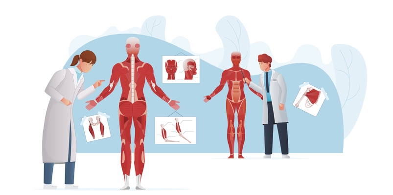 Muscle anatomy flat composition with doodle characters of medical students discovering mussel parts of human bodies vector illustration