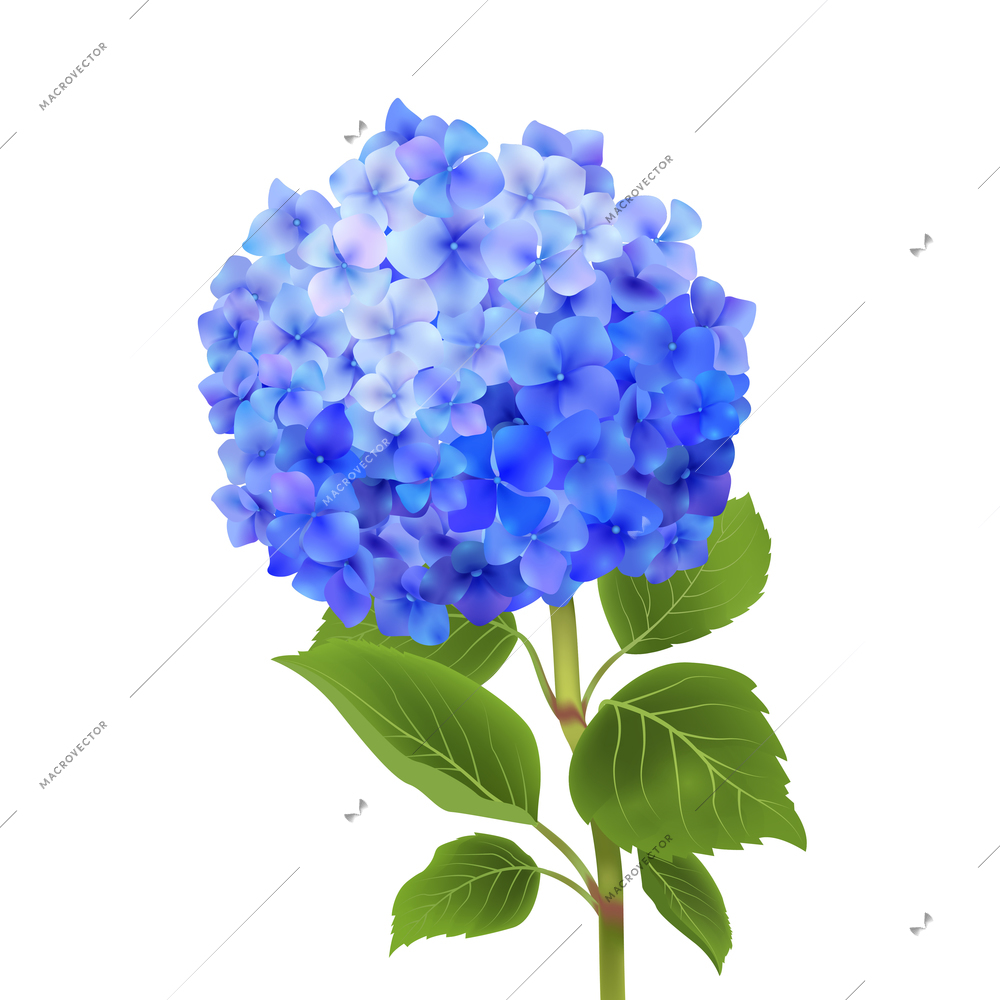 Realistic blue hydrangea flower isolated on white background vector illustration