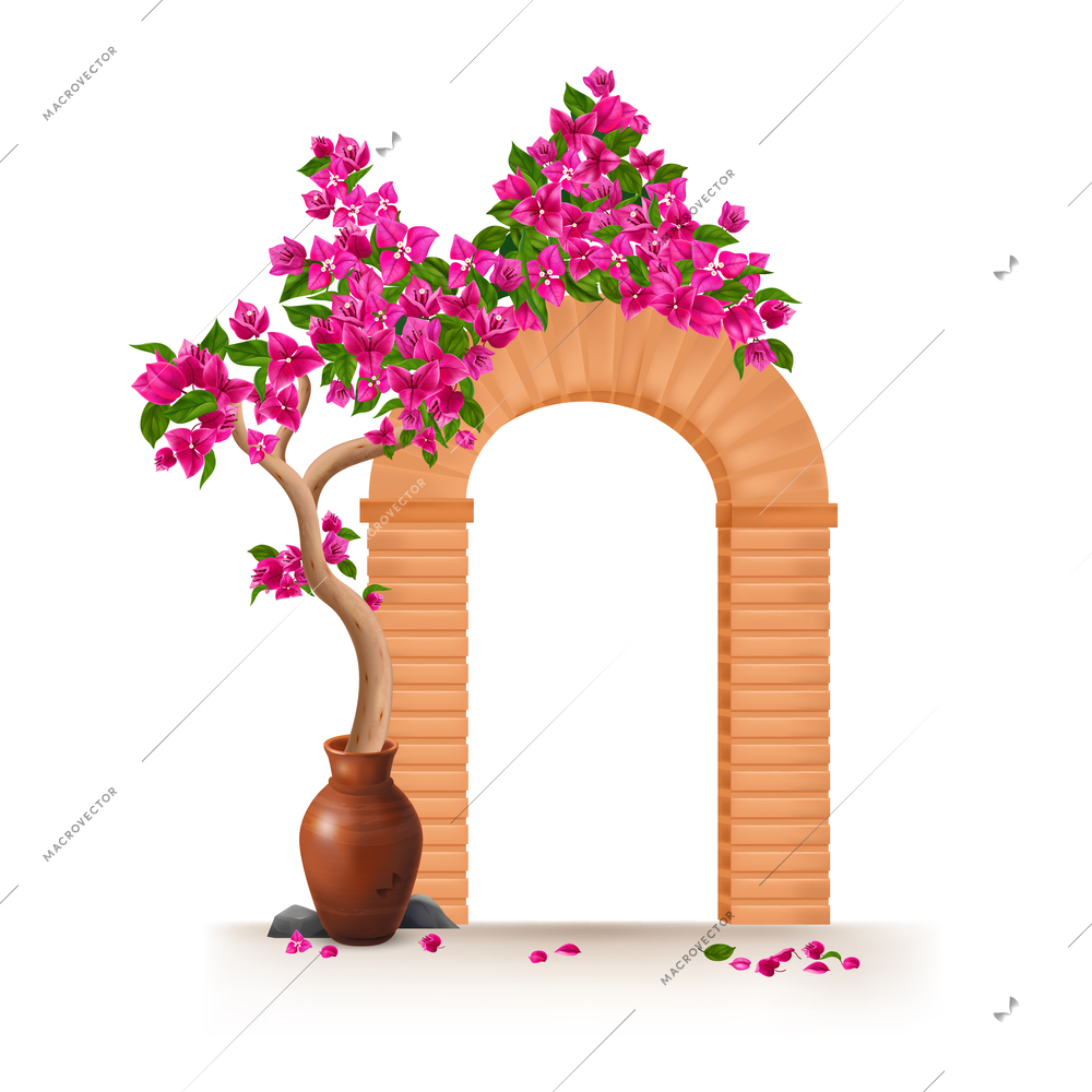 Bougainvillea tree growing in clay pot encircling the arch realistic object isolated at white background vector illustration