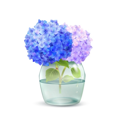 Realistic hydrangea flower in glass jar with water isolated on white background vector illustration