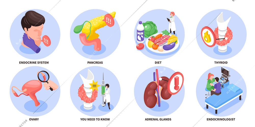 Isometric and colored endocrinologist composition set endocrine system pancreas diet thyroid ovary descriptions vector illustration