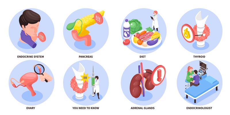 Isometric and colored endocrinologist composition set endocrine system pancreas diet thyroid ovary descriptions vector illustration