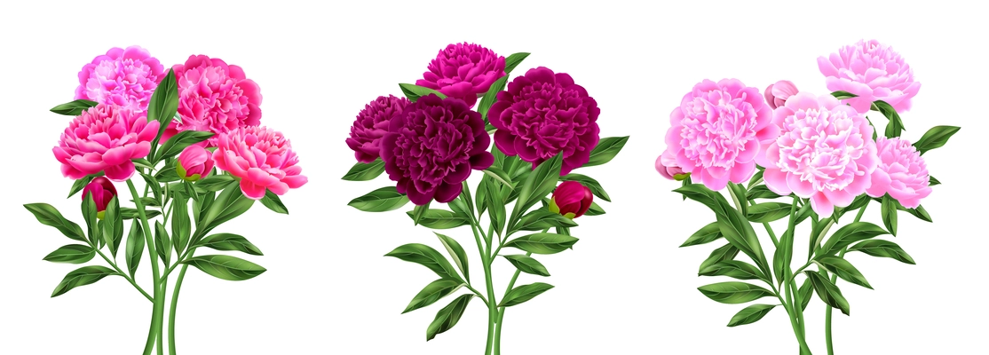 Three beautiful pink peony bouquets realistic compositions set isolated vector illustration