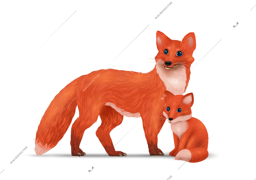 Realistic foxes composition with isolated view of adult specimen and wild fox kid on blank background vector illustration