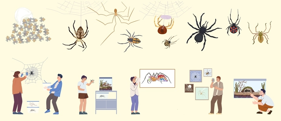 Spider insect set of flat isolated icons with various bugs and their maggots with human characters vector illustration